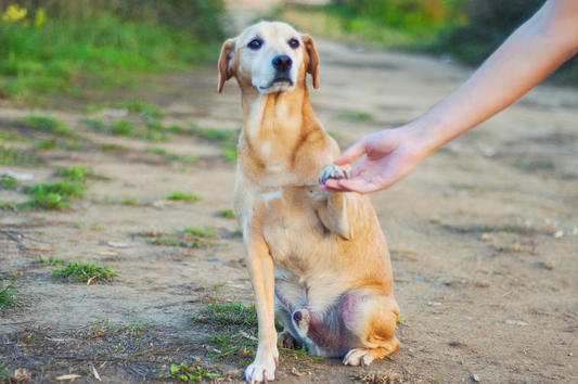 Chocolate é veneno para os cães