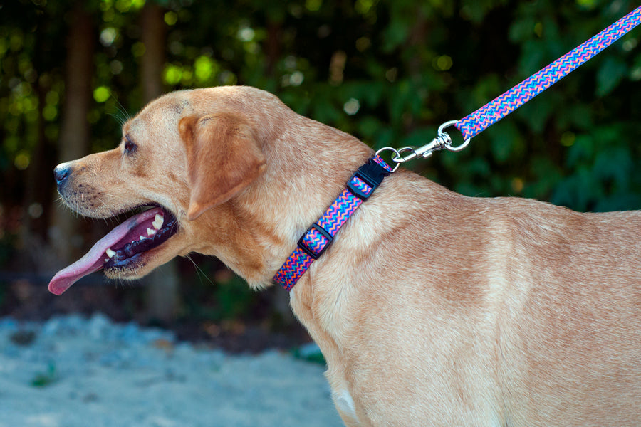 Disco best sale dog collar