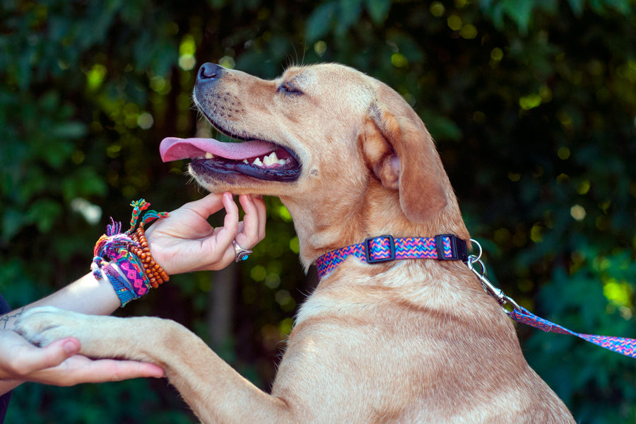 Disco 2024 dog collar