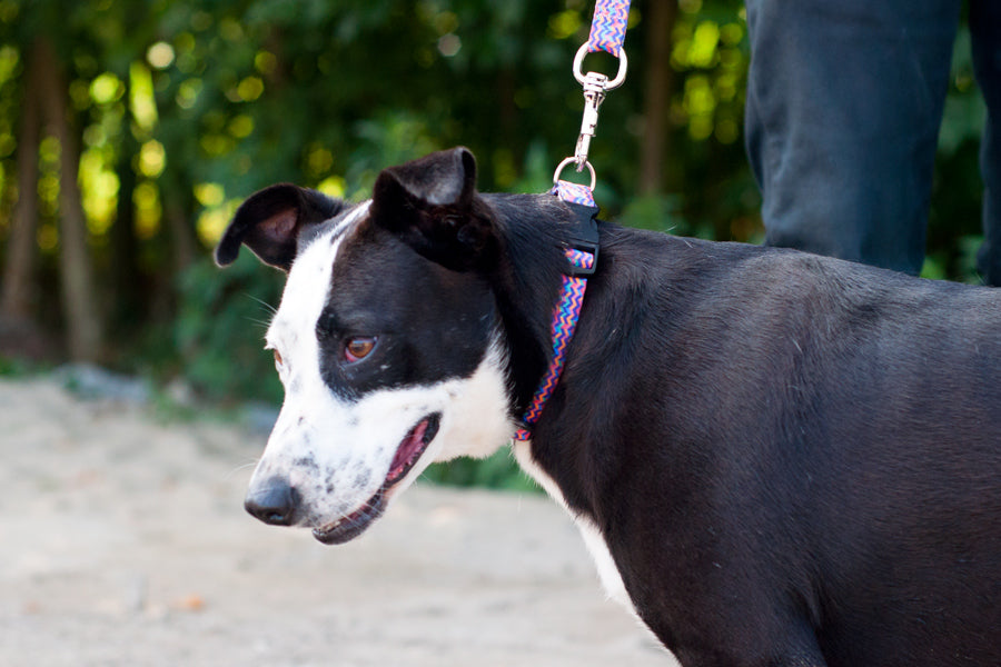 Disco hotsell dog collar